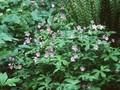 Geranium maculatum Image 1