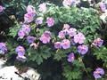 Geranium meeboldii Image 1