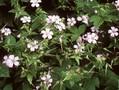 Geranium nodosum Image 1