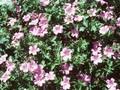 Geranium oxonianum Claridge Druce Image 1