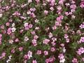 Geranium oxonianum Rose Clair Image 1