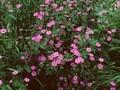 Geranium palustre Image 1