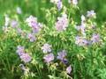 Geranium pratense Image 1