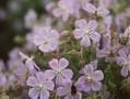 Geranium pratense Mrs Kendall Clark Image 1