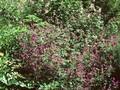 Geranium pratense Plenum Purpureum Image 1