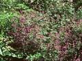 Geranium pratense Plenum Violaceum Image 1