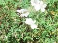 Geranium rectum Album Image 1