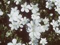 Geranium sanguineum Album Image 1
