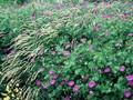 Geranium sanguineum Elsbeth Image 1