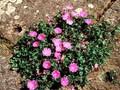 Geranium sanguineum Jubilee Pink Image 1