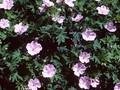 Geranium sanguineum Prostratum Image 1