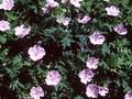 Geranium sanguineum var striatum Image 1