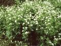 Geranium sylvaticum albiflorum Image 1