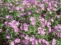 Geranium sylvaticum Mayflower Image 1