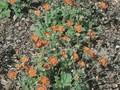 Geum coccineum Borisii Image 1
