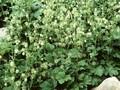 Geum bulgaricum Image 1