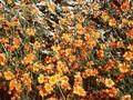 Geum chiloense Prinses Juliana Image 1