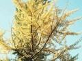 Ginkgo biloba Autumn Gold Image 1