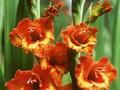 Gladiolus Charmant Image 1