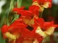 Gladiolus Mademoiselle de Paris Image 1