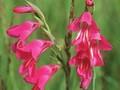 Gladiolus palustris Image 1
