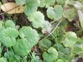 Glechoma hederacea Image 1