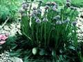 Globularia aphyllanthes Image 1