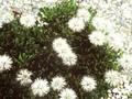 Globularia cordifolia Alba Image 1