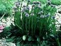Globularia elongata Image 1