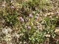 Globularia nudicaulis Image 1