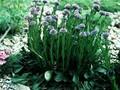 Globularia punctata Image 1