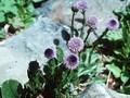 Globularia trichosantha Image 1