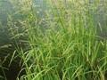 Glyceria spectabilis Image 1
