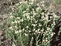 Gnaphalium margaritaceum Image 1