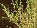 Grossularia uva-crispa Image 1