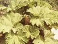 Gunnera chilensis Image 1