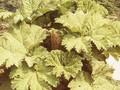 Gunnera tinctoria Image 1