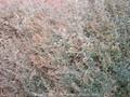 Halimione portulacoides Image 1