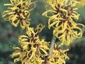 Hamamelis intermedia Primavera Image 1