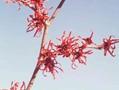Hamamelis intermedia Feuerzauber Image 1