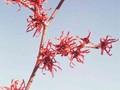 Hamamelis intermedia Magic Fire Image 1