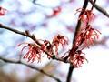 Hamamelis intermedia Ruby Glow Image 1