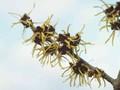 Hamamelis intermedia Westerstede Image 1