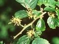 Hamamelis orbiculata Image 1