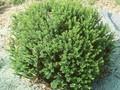 Hebe buxifolia Image 1