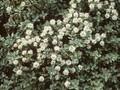 Hebe pinguifolia Image 1