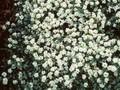 Hebe pinguifolia Pagei Image 1