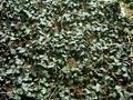 Hedera helix Deltoidea Image 1