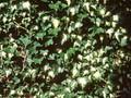 Hedera helix Gold Heart Image 1
