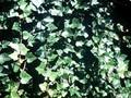 Hedera helix Plattensee Image 1